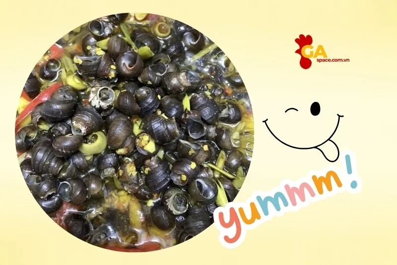 Ốc hút Quảng Ngãi