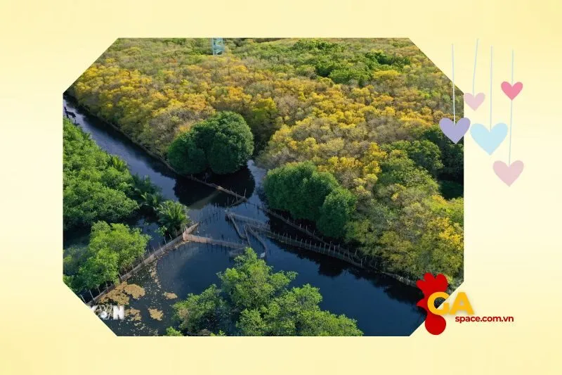 Rừng ngập mặn Bàu Cá Cái