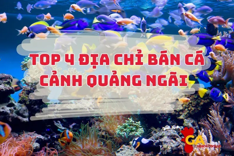 Top 4 địa chỉ bán cá cảnh Quảng Ngãi giá rẻ, cá đẹp 2025