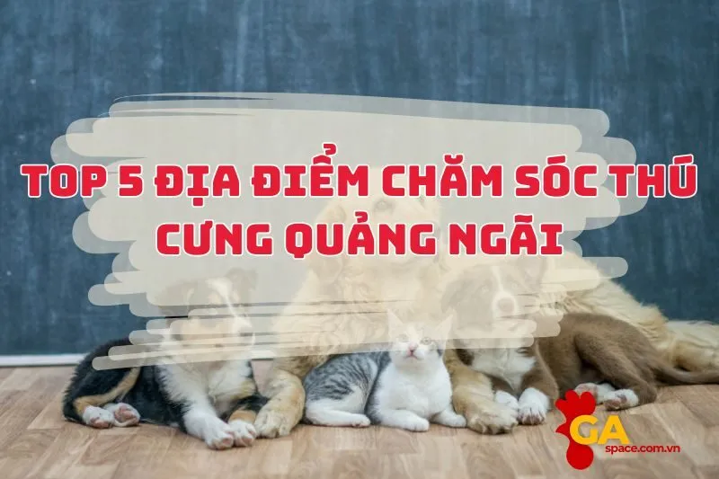Chăm sóc thú cưng Quảng Ngãi: Các địa điểm uy tín tại Quảng Ngãi