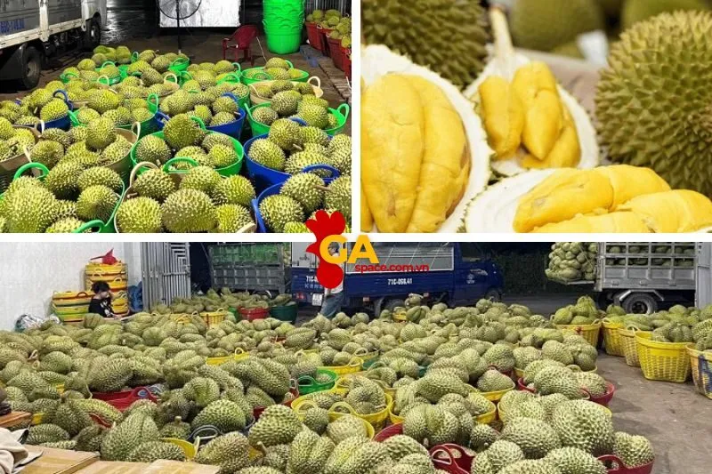 Sầu Riêng Ri6 Bến Tre - Nông Nghiệp Hữu Cơ