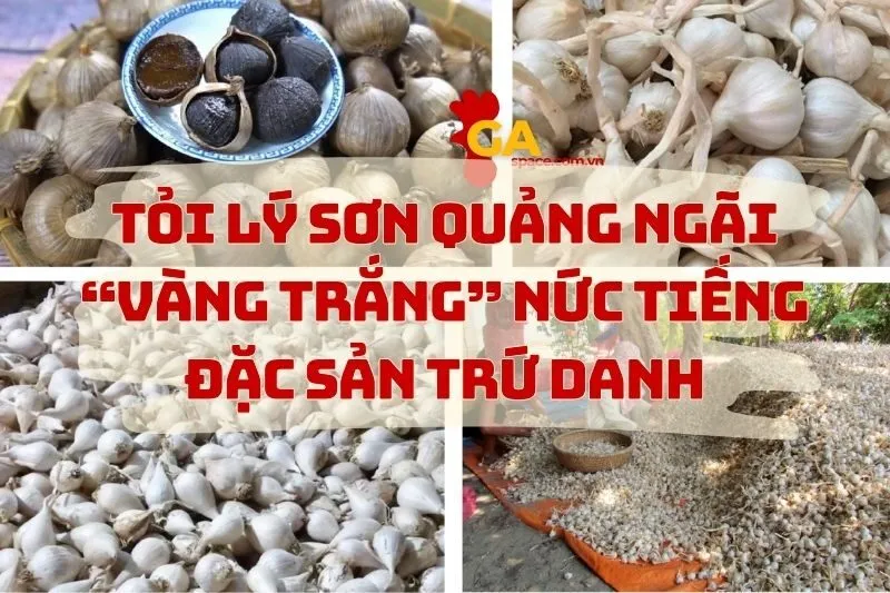 Tỏi Lý Sơn Quảng Ngãi – Đặc Sản Trứ Danh Của Việt Nam